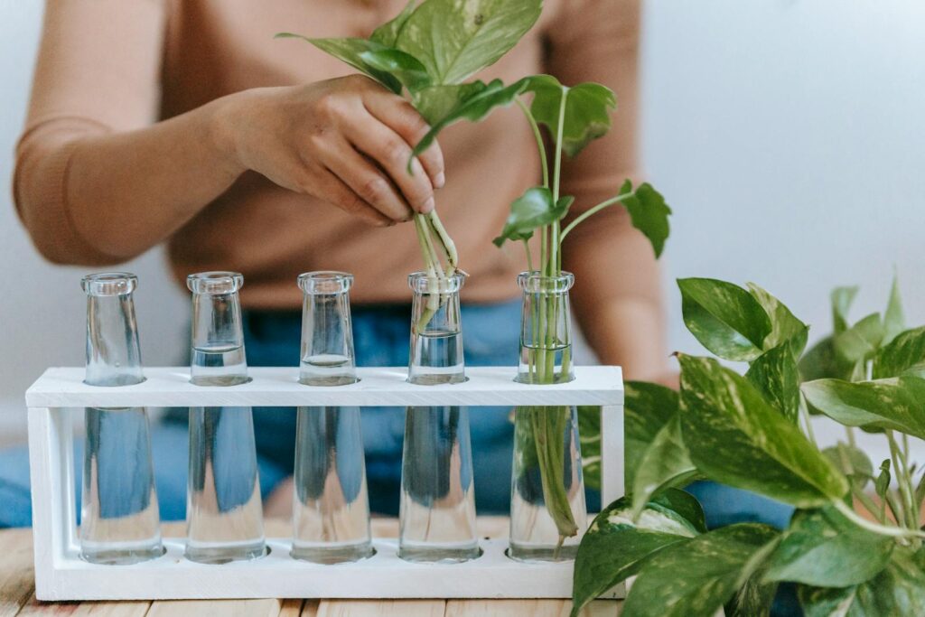 Crop anonymous female planting sprout in transparent glass bottle with water at home