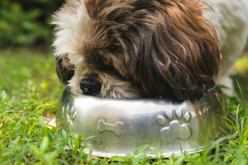 A brown and white dog eating out of a metal bowl