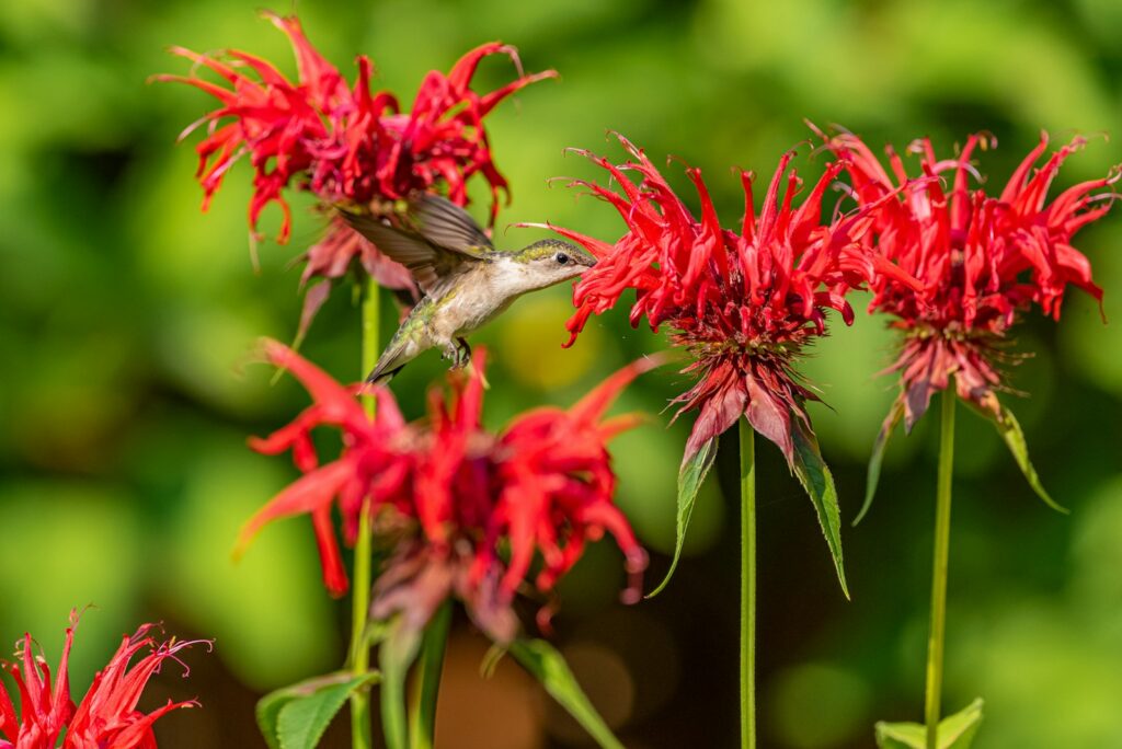 Gray and white bird on red flower