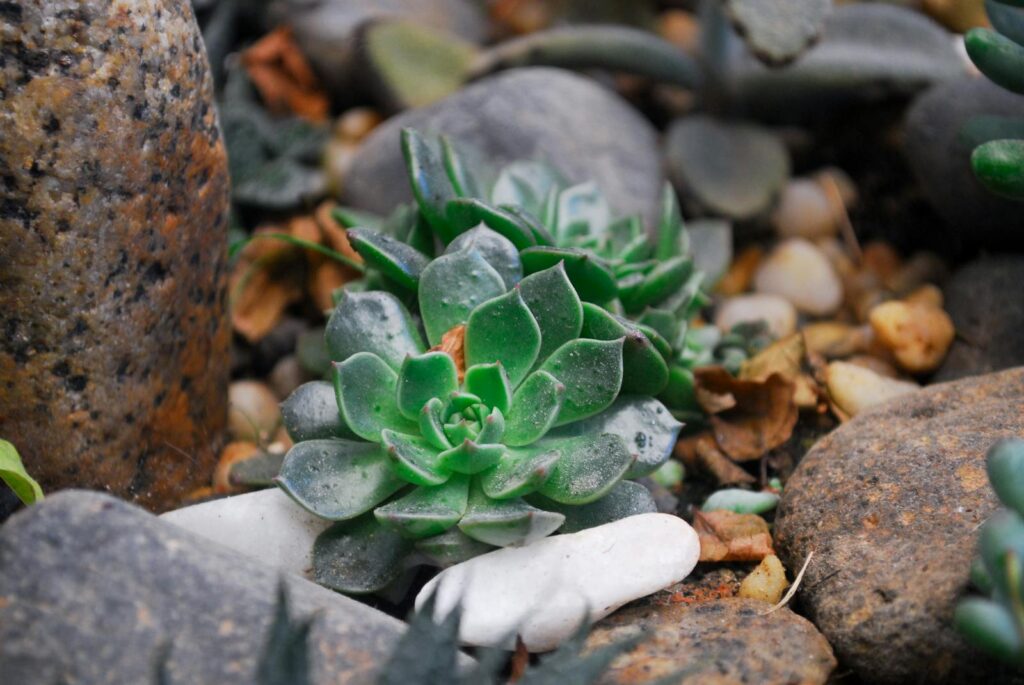 Vibrant green succulent plant nestled among rocky gravel in an outdoor garden.