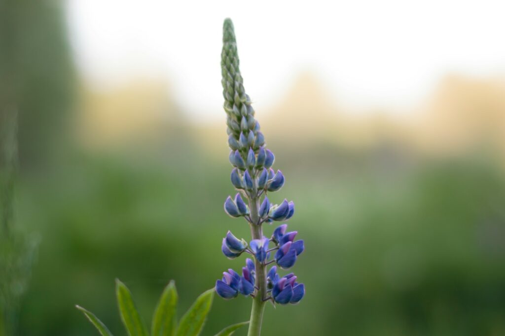 A close up of a flower with a blurry background