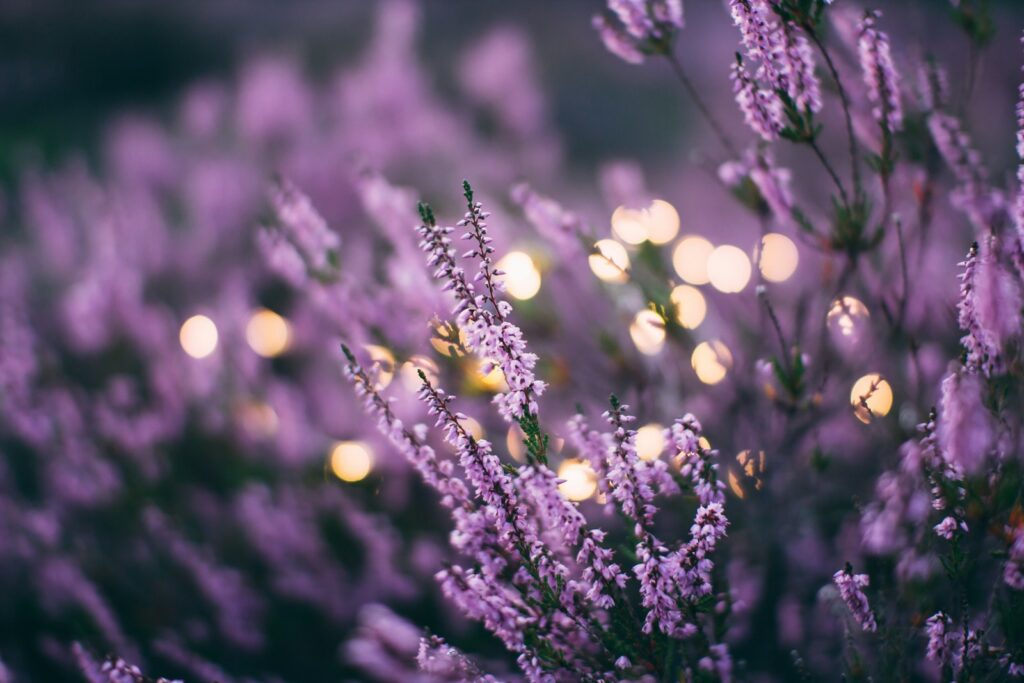 Tilt shift lens pink fetal flowers