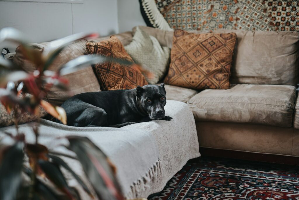 Black dog lying on fabric sectional sofa