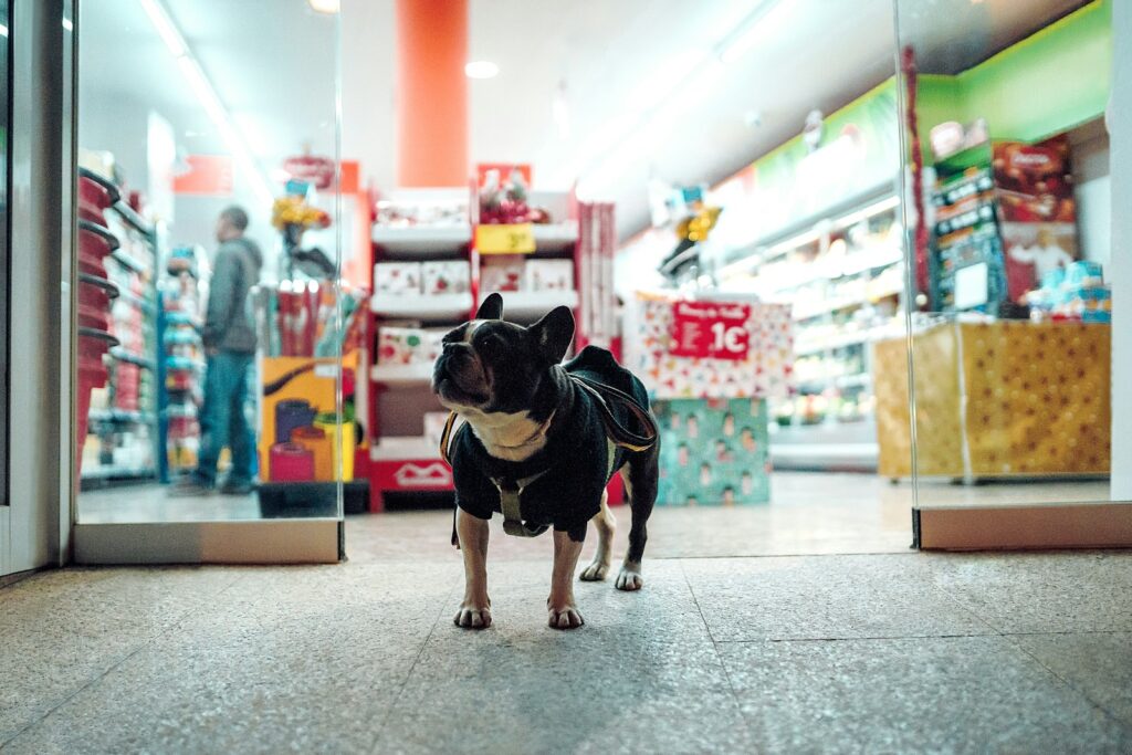 Black dog walking in front of store