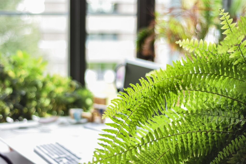 Green fern plant close-up photography