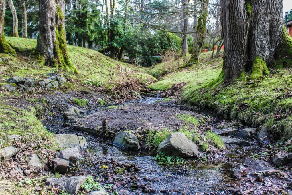 A stream running through a lush green forest
