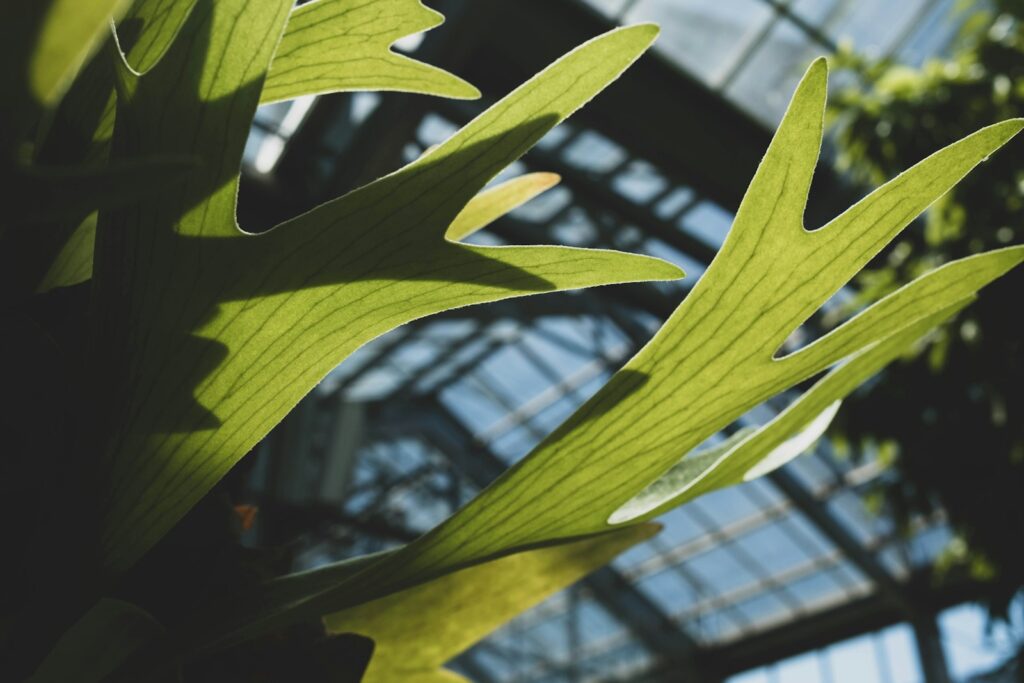 A close up of a plant