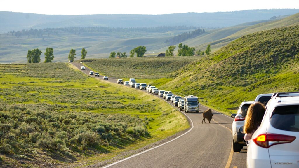 A herd of cattle crossing a road in the mountains