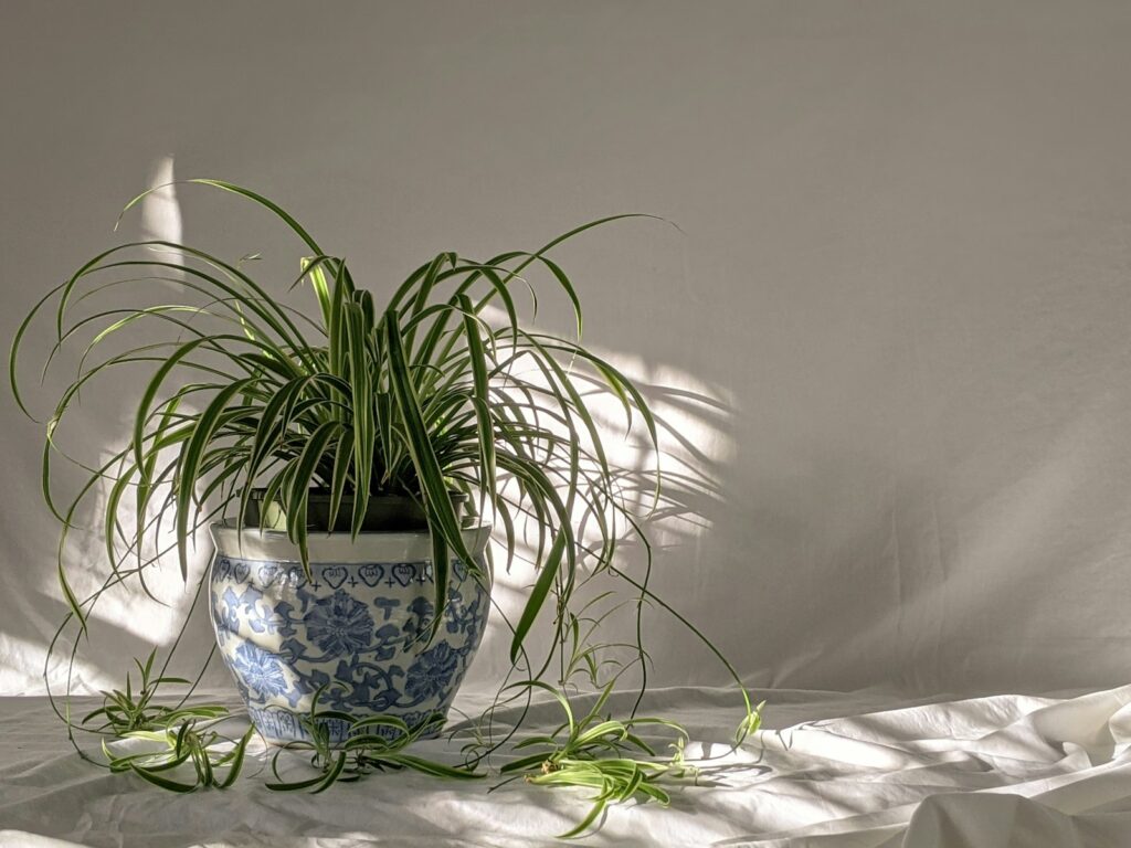 Green plant on blue and white floral ceramic pot