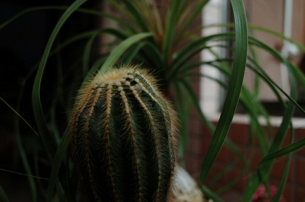 A close up of a cactus plant with a houseplant in the background