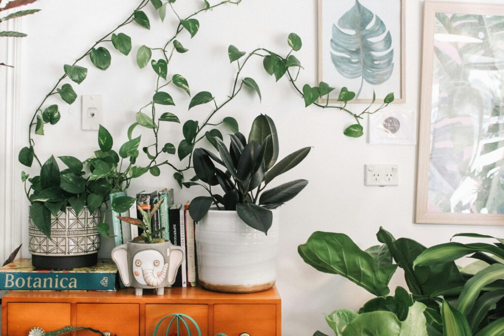 Green leafed plant