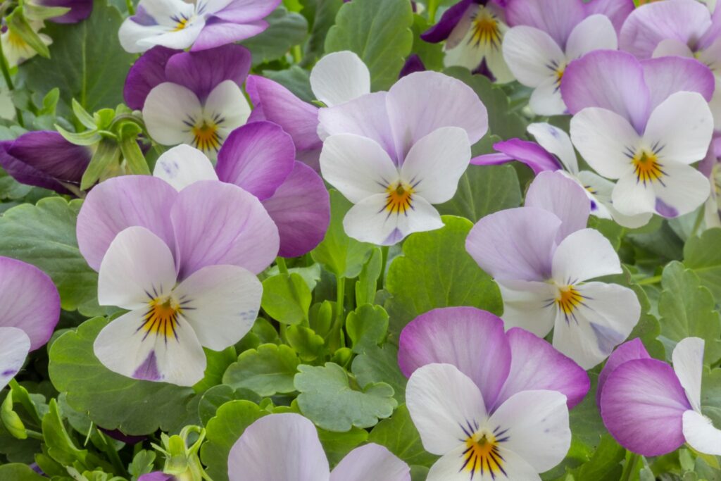 Purple and white pansies bloom beautifully in a garden.