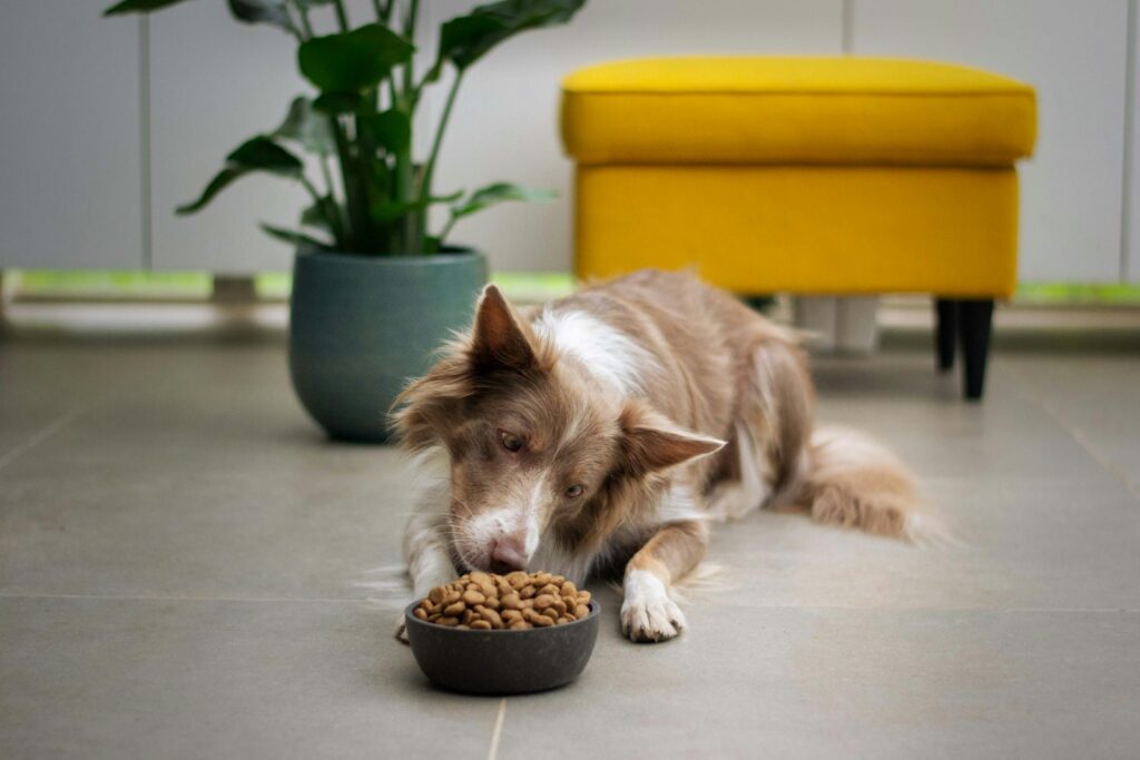 A brown and white dog eating food out of a bowl