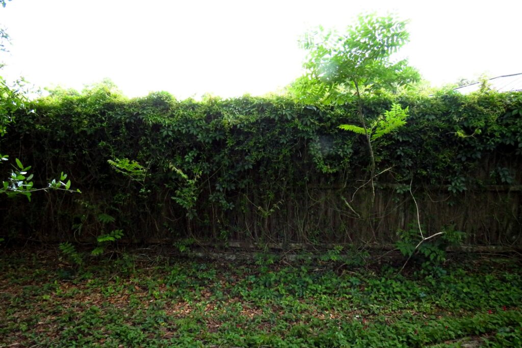 A fence that has a bunch of plants growing on it