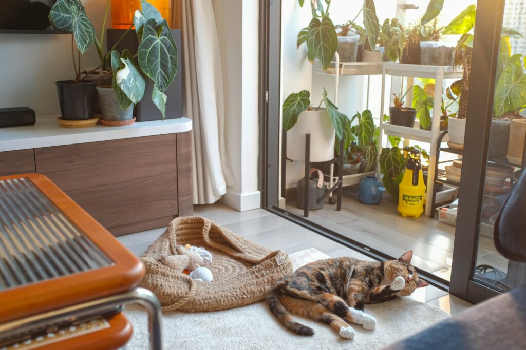 A cat laying on the floor in front of a sliding glass door