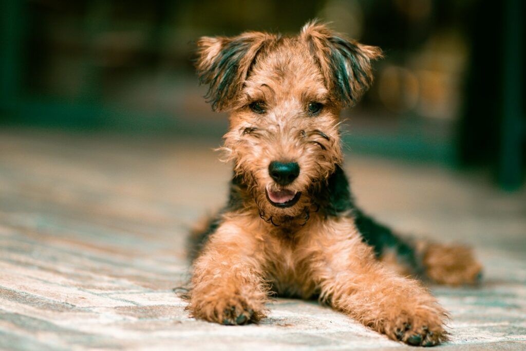 Brown and black long coated dog on brown wooden floor