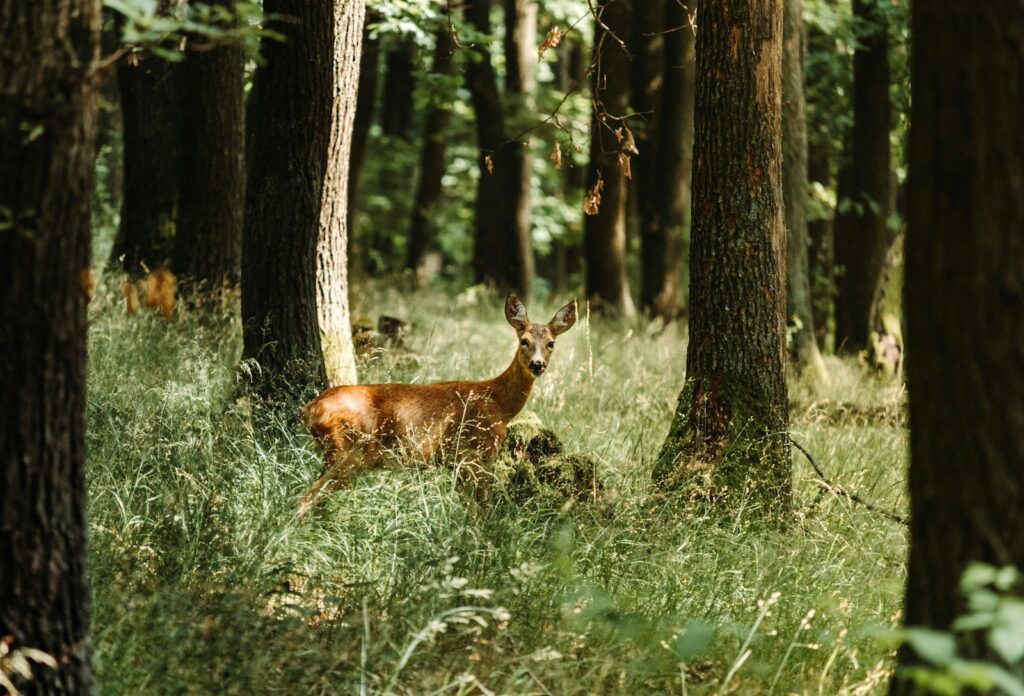 Brown deer on green grass field during daytime