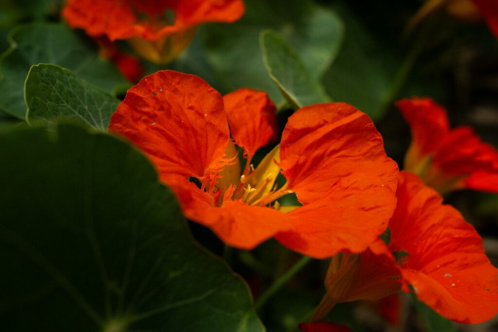 A close up of a red flower with green leaves