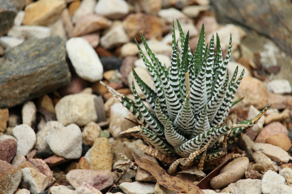 A cactus in the dirt