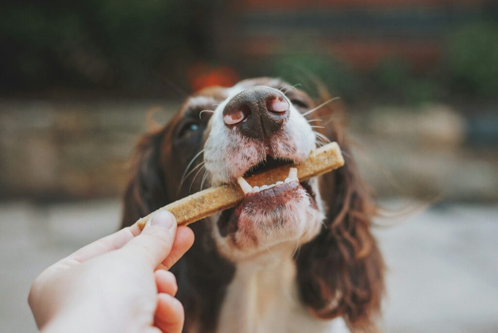 Person holding brown wooden stick with white and black short coated dog