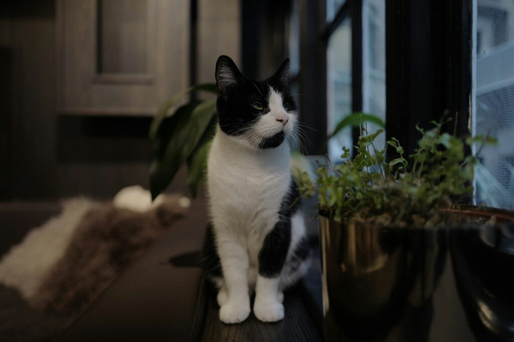 A cat standing on a table