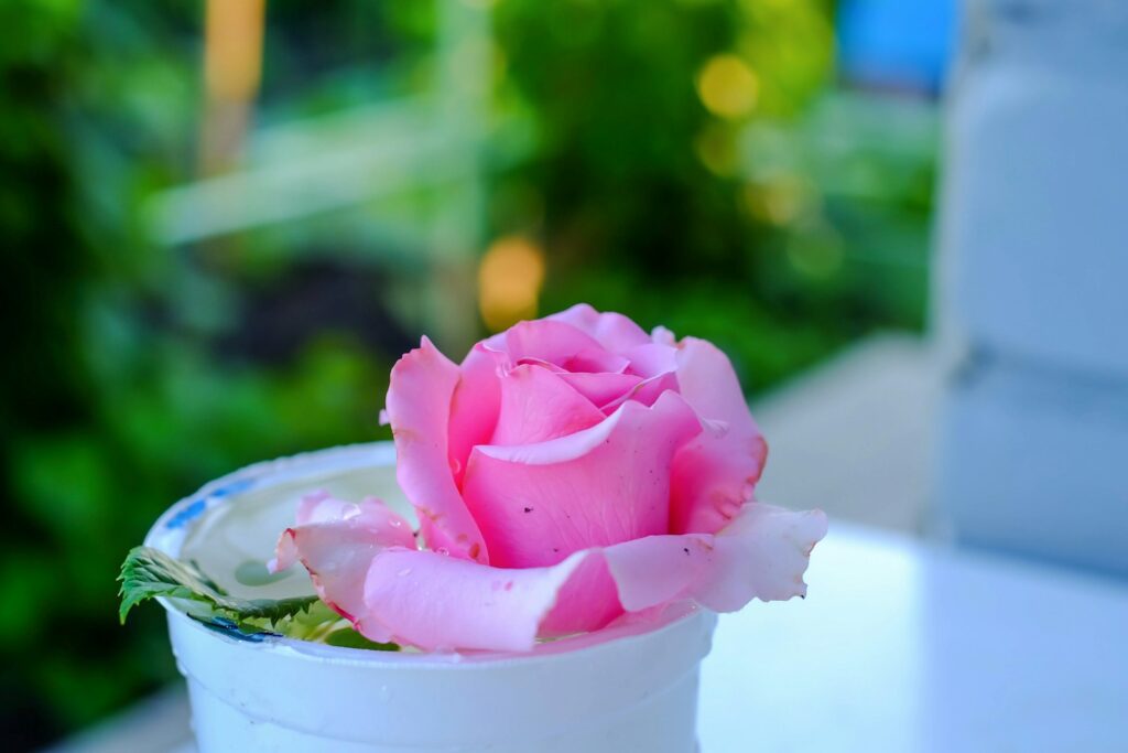 A pink rose sitting in a white container on a table