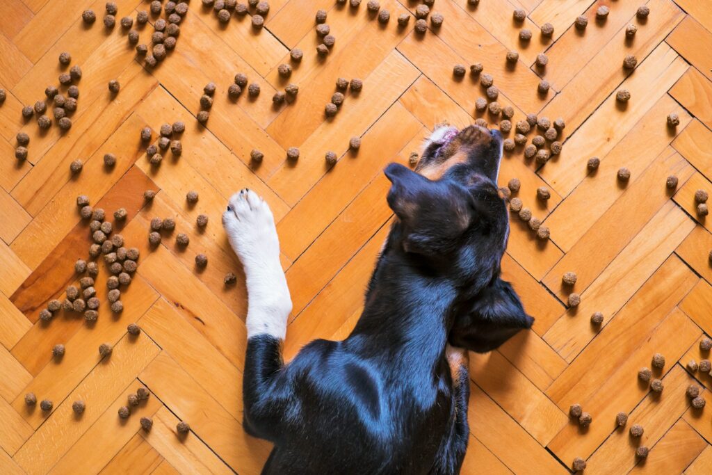 Black and white short coated dog on brown wooden floor