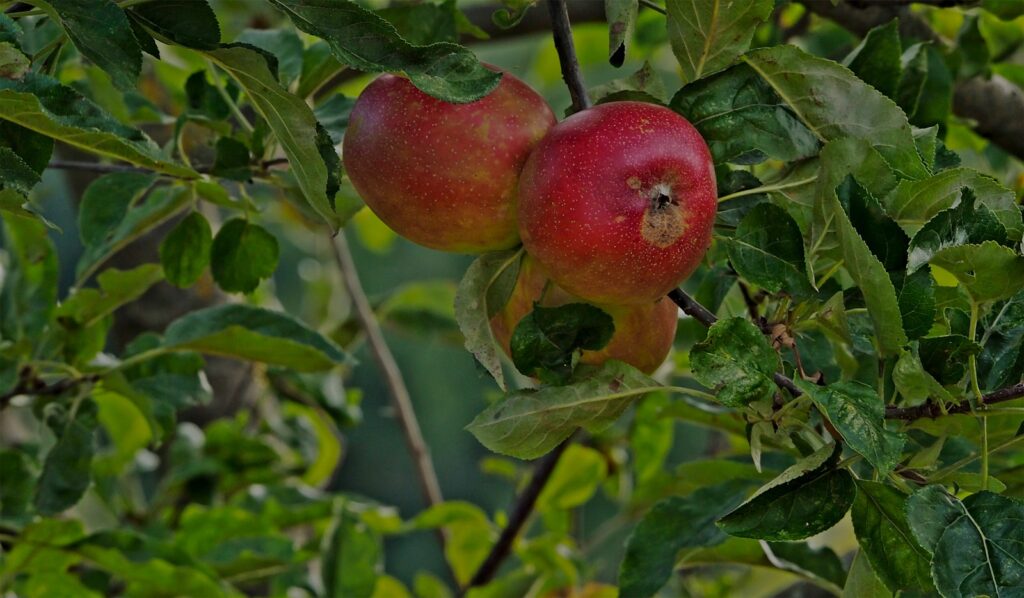A couple of apples that are on a tree