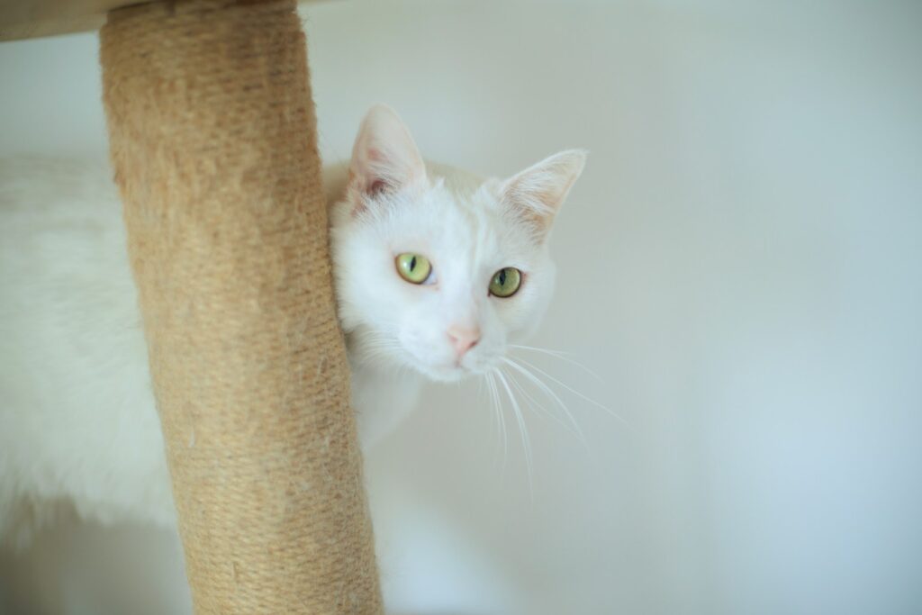 A white cat peeking out from behind a scratching post