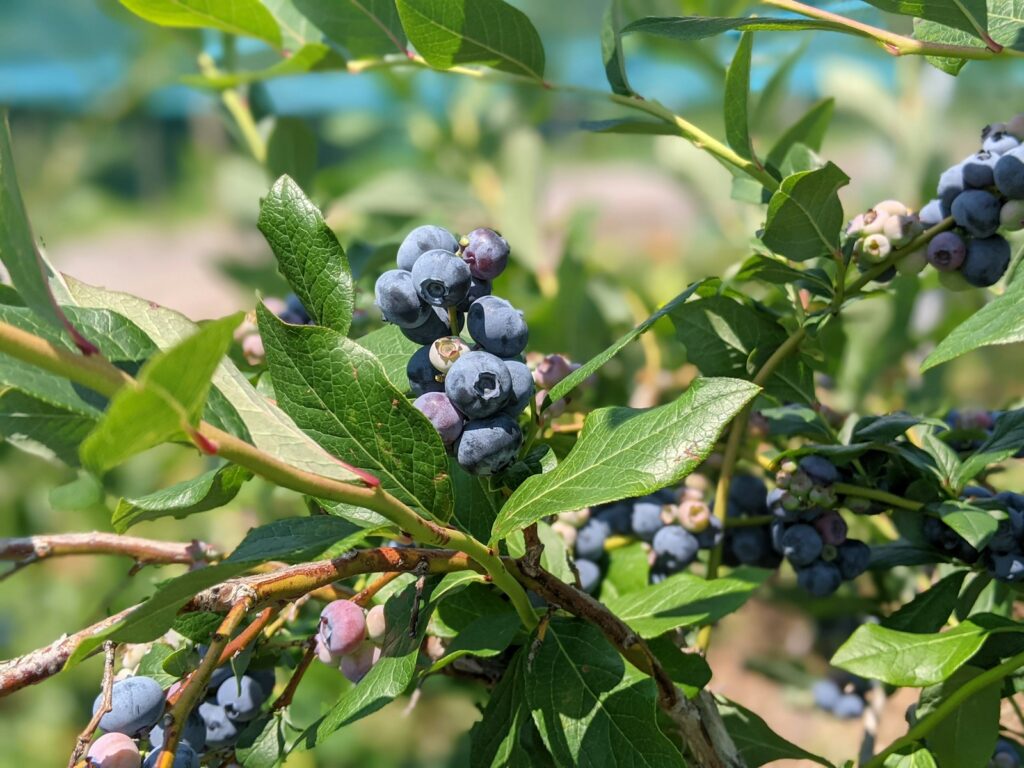 A bush with blue berries growing on it