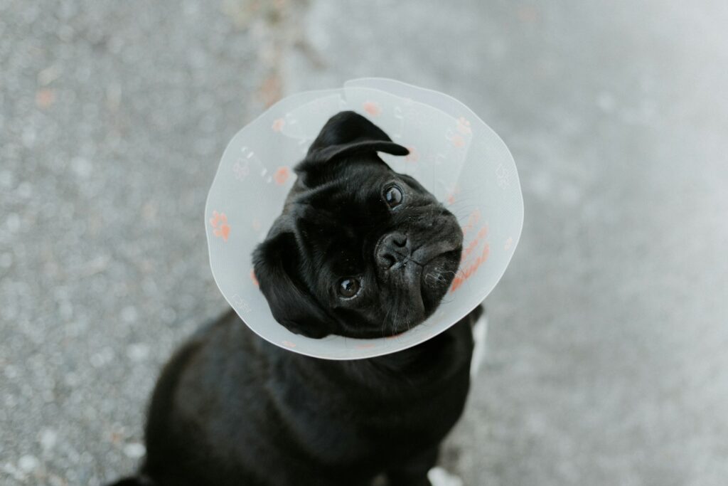 A small black dog wearing a plastic cone on its head