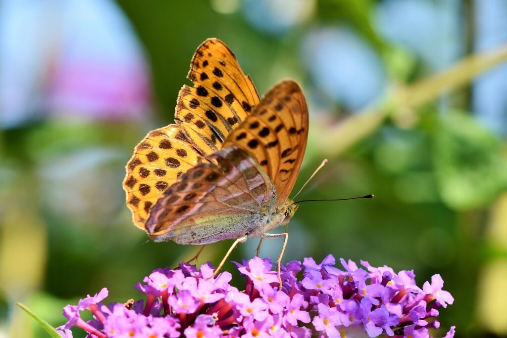 A colorful butterfly perches on a striking purple flower, highlighting the delicate balance of nature's ecosystem.
