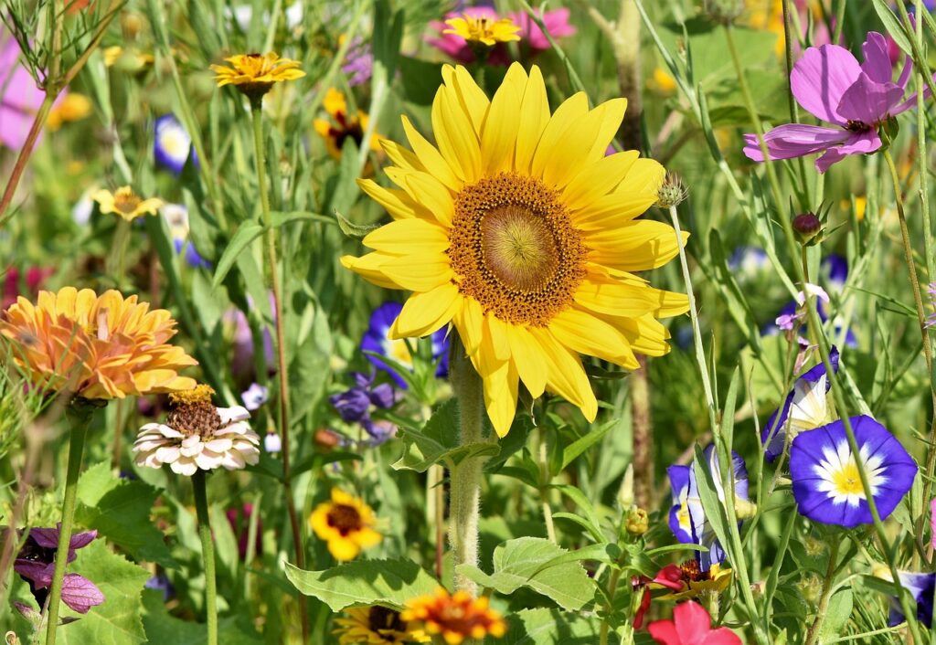 A vibrant field of wildflowers with a tall sunflower standing prominently in the center, showcasing nature's beauty.