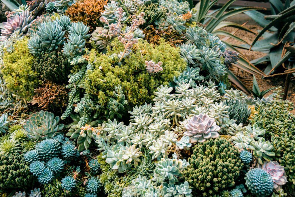 A group of plants with flowers