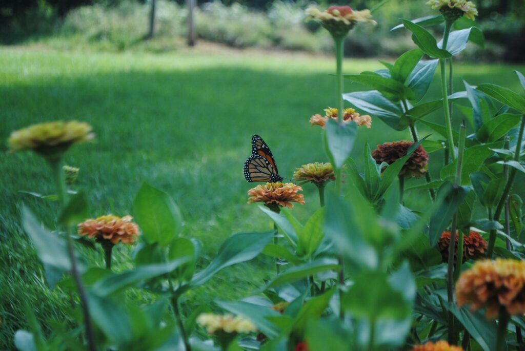  A colorful butterfly perches on a blooming flower amidst a lush green field, highlighting the harmony of nature.