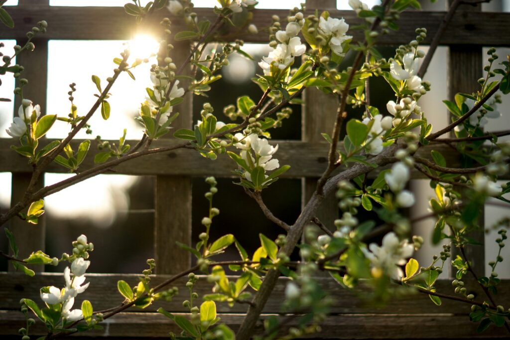 White flowers on brown wooden fence during daytime.