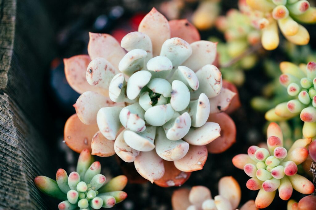 White and pink flower buds