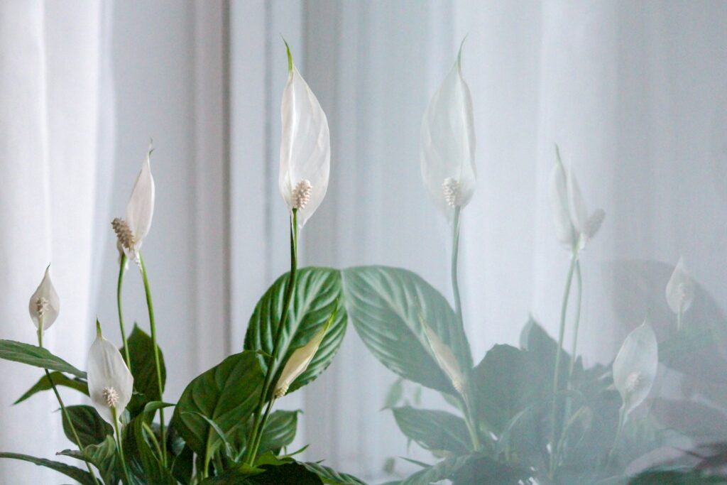 A potted plant with white flowers in front of a window