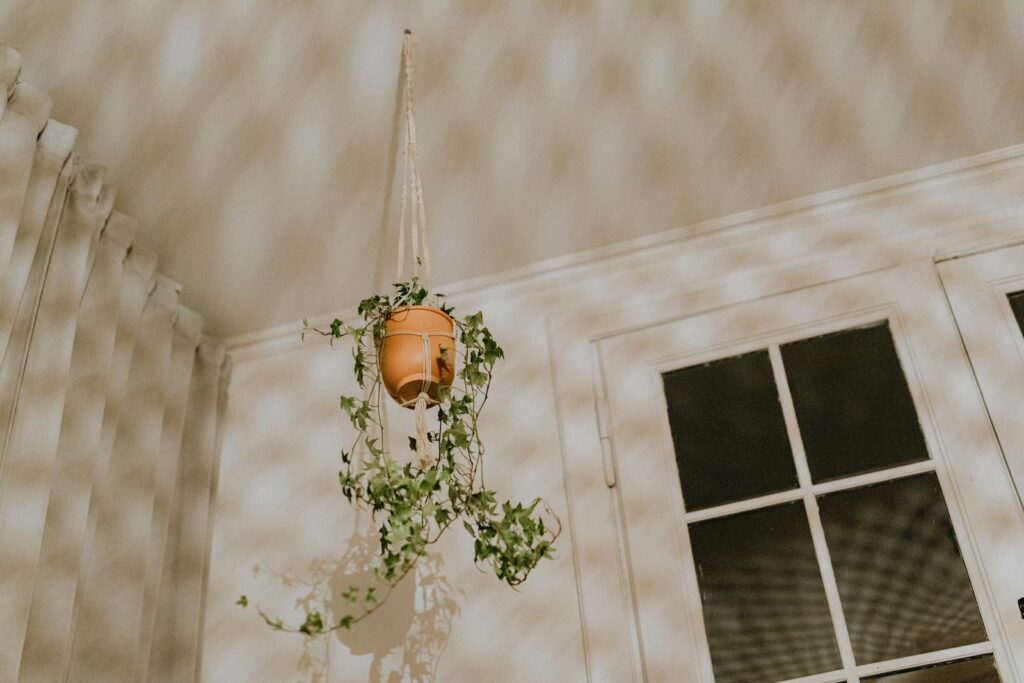A hanging plant against patterned shadows on a wall and window.