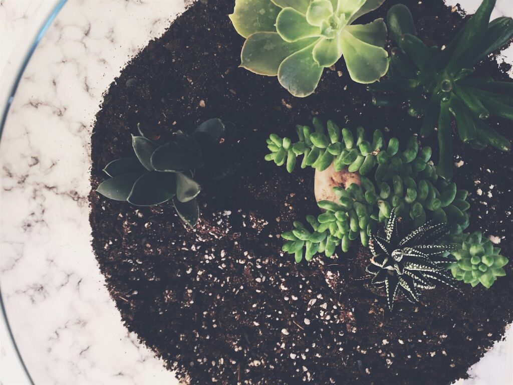Green succulents plants
