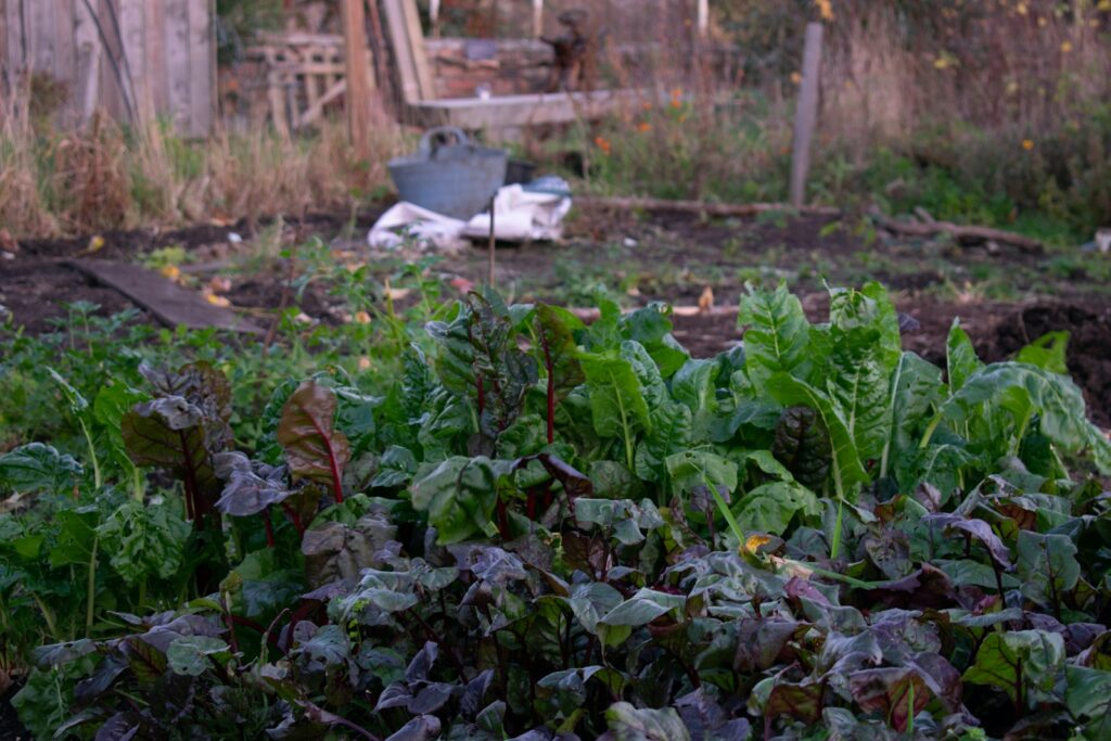 A garden filled with lots of green plants