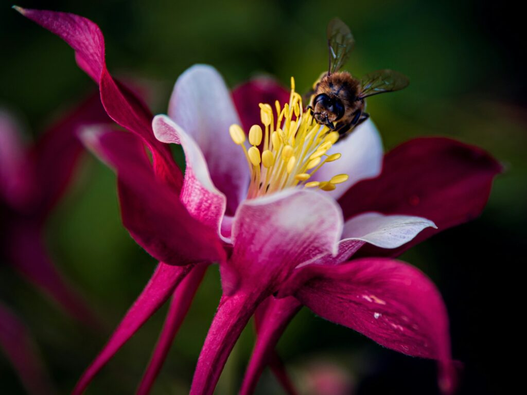 A bee sitting on top of a pink flower