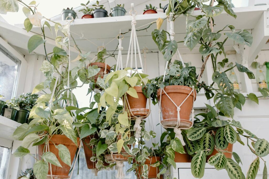 Beautiful array of hanging indoor plants in a sunlit room featuring lush green foliage.