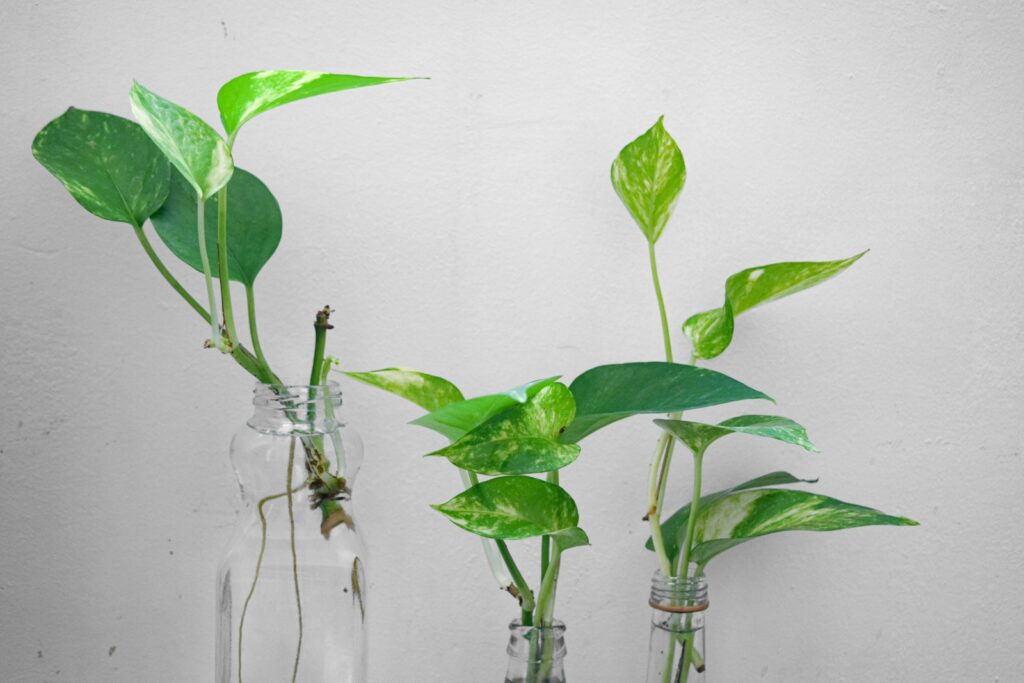 Green plant on clear glass vase