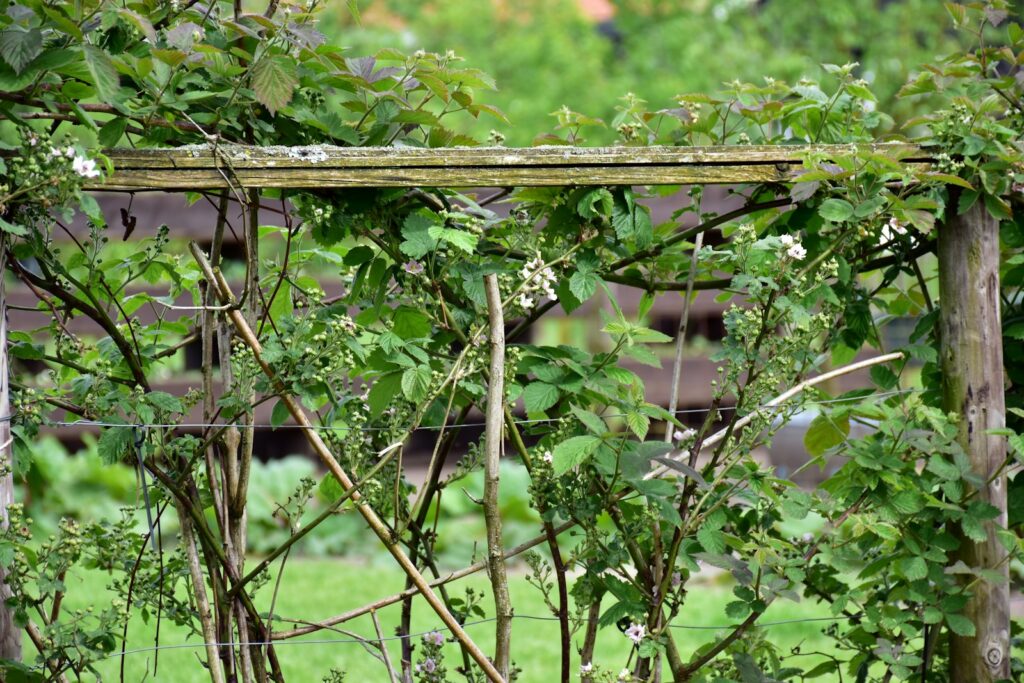 A wooden trellis with vines growing over it.