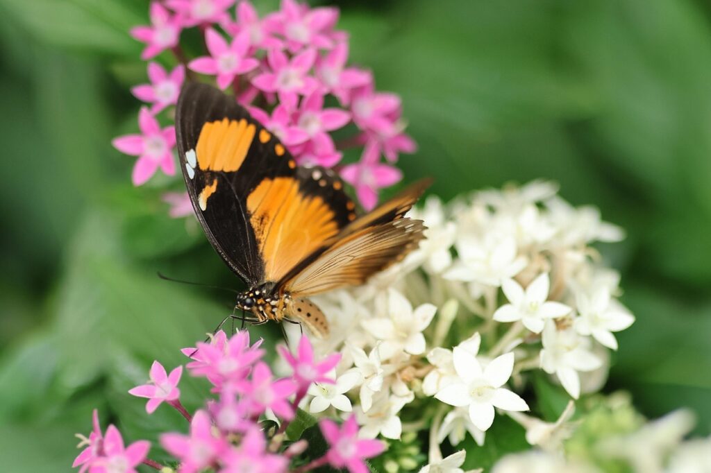 A vibrant butterfly rests delicately on colorful flowers, showcasing nature's beauty and harmony.