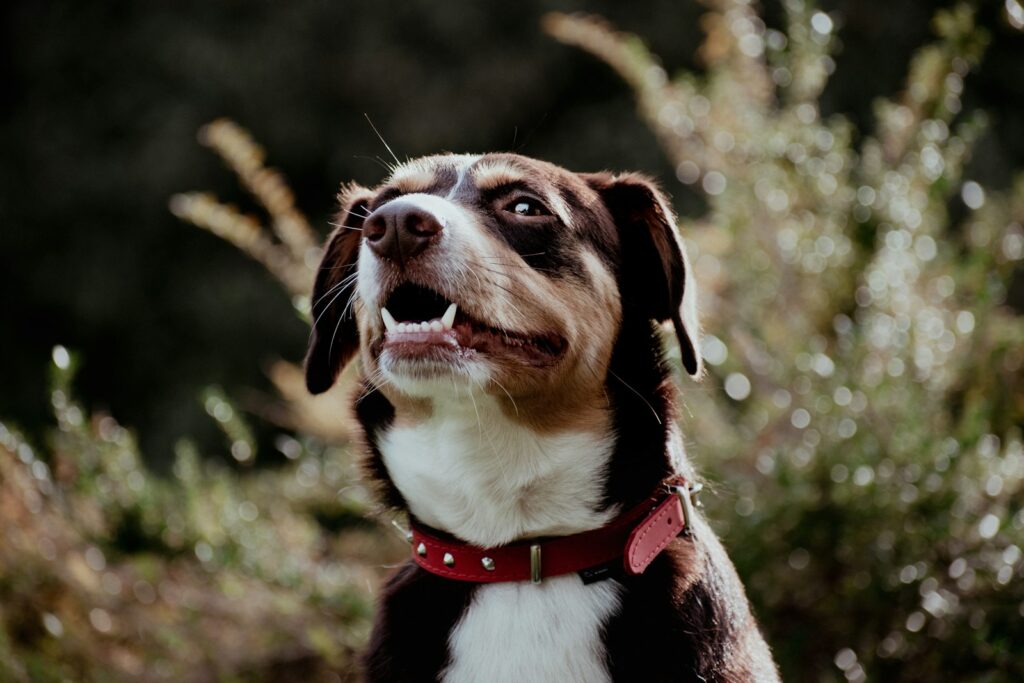 A brown and white dog with a red collar looking up