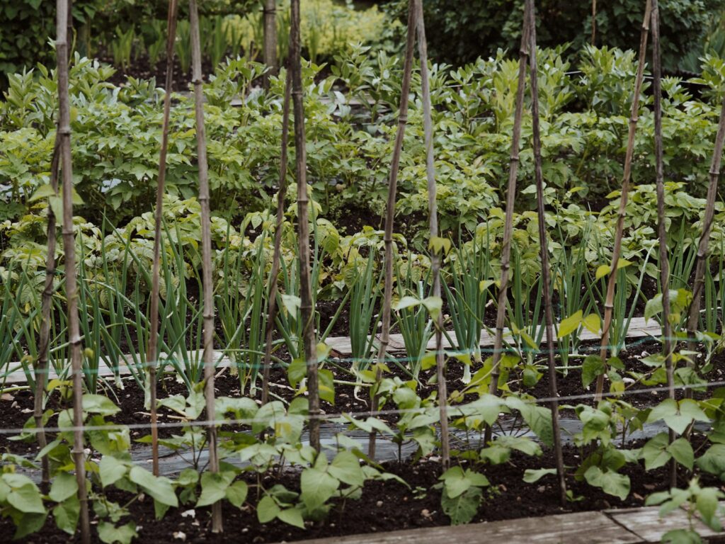 Green plants on body of water.