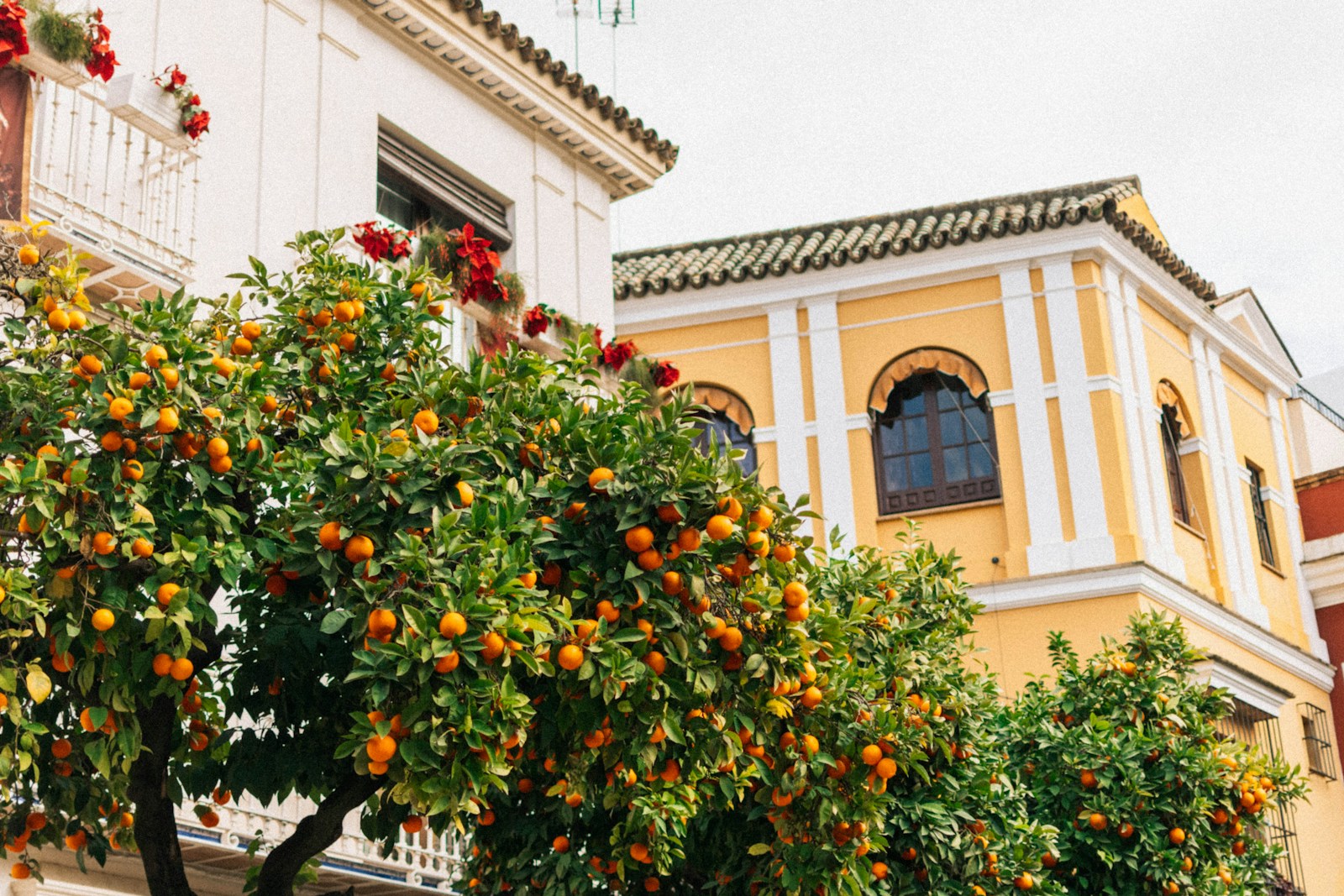 Orange trees bloom in front of spanish architecture.