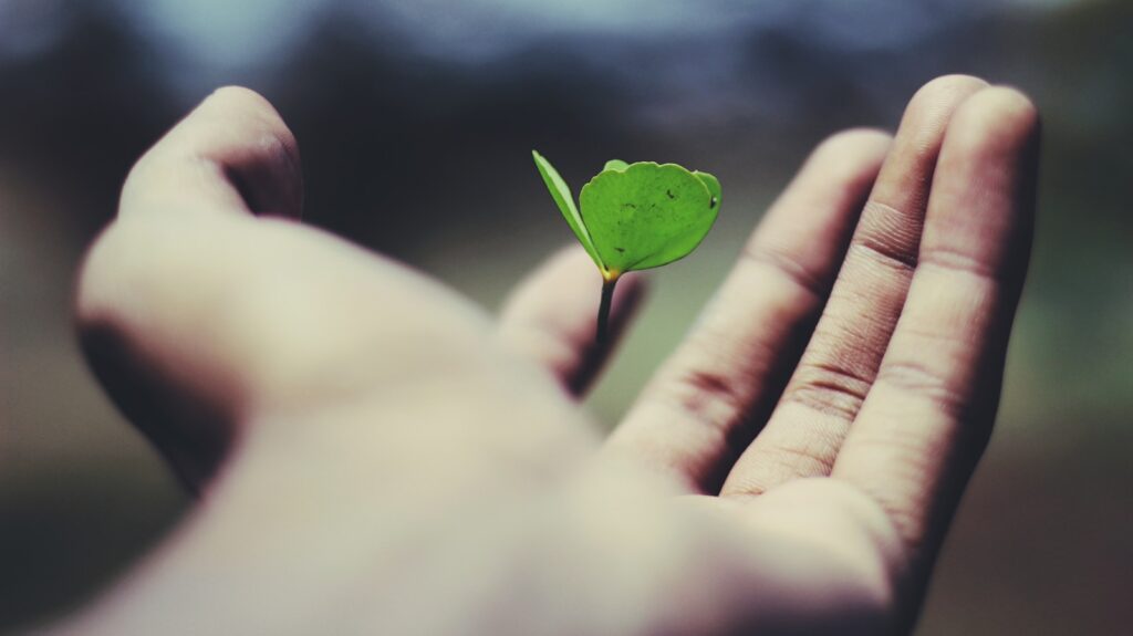 Floating green leaf plant on person's hand.